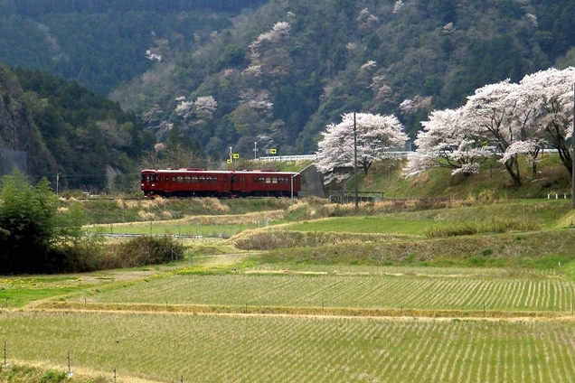 No.269　長良川を渡る「ながら」
