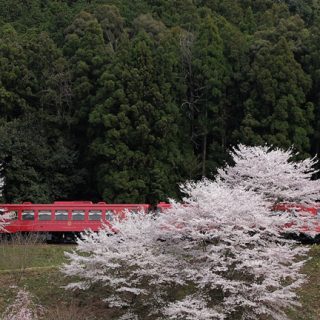 No.270　桜の歓迎