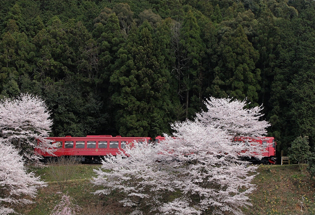 No.270　桜の歓迎