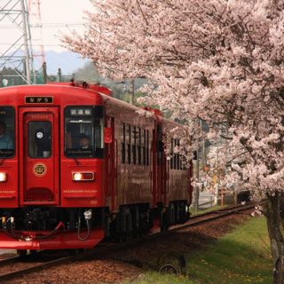 No.273　桜と初コラボ「ながら」