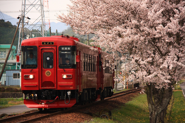 No.273　桜と初コラボ「ながら」