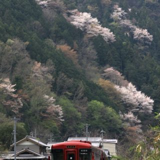 No.277　春風の中を走る「ながら」