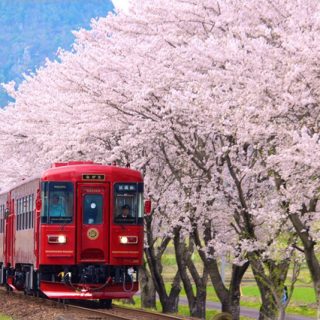 No.279　桜並木を走り抜ける「ながら」