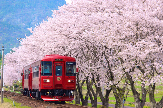 No.279　桜並木を走り抜ける「ながら」