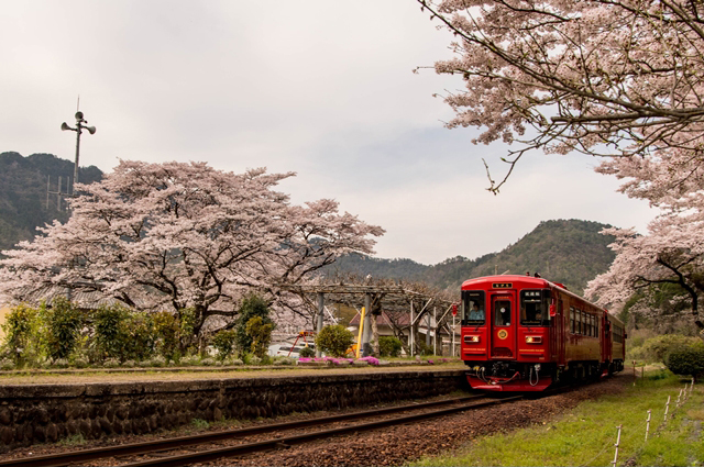 No.286　花咲く駅舎と観光列車「ながら」