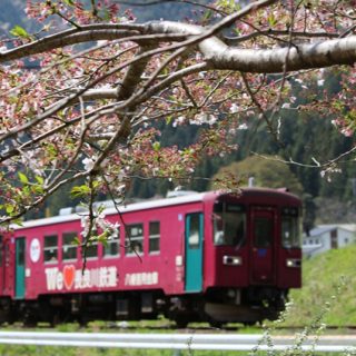 No.288　新緑桜と長良川鉄道