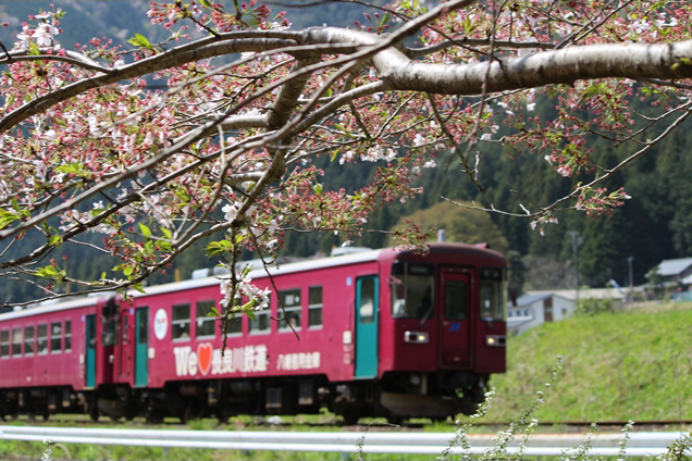 No.288　新緑桜と長良川鉄道
