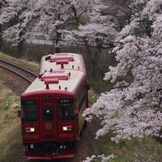 No.295　満開の桜と観光列車ながら