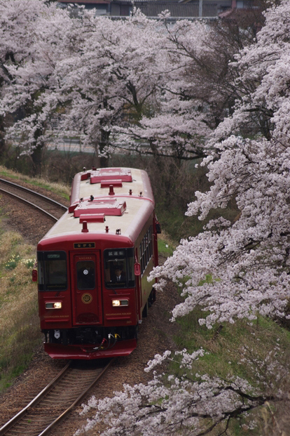 No.295　満開の桜と観光列車ながら
