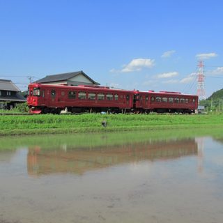 No.299　水田に映るロイヤルレッド