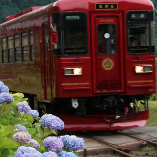 No.314　紫陽花観ながら