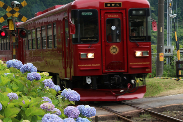 No.314　紫陽花観ながら