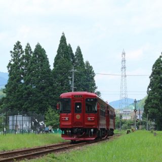 No.320　杉ながら