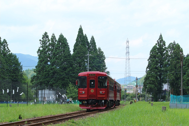 No.320　杉ながら