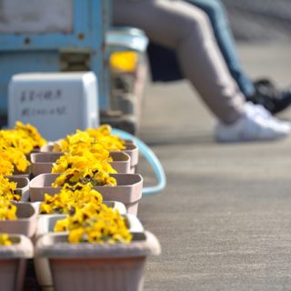 No.370　春の富岡駅1