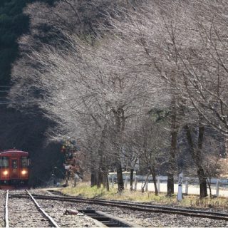 No.535　雪のない令和最初の冬