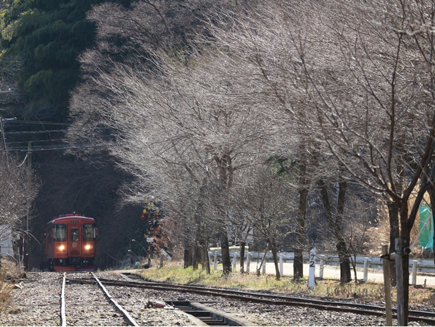 No.535　雪のない令和最初の冬