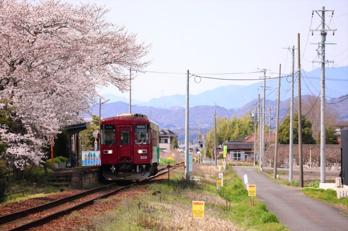 No.541　さくらと共に