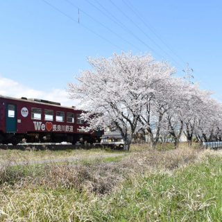 No.542　桜並木を行く。