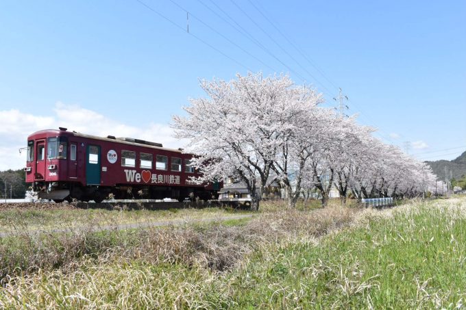 No.542　桜並木を行く。