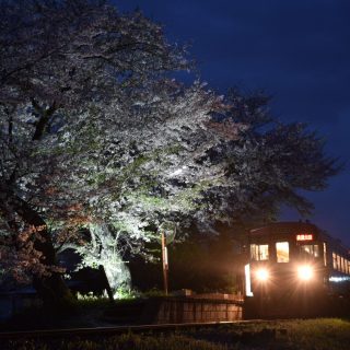 No.567　夕刻の夜桜