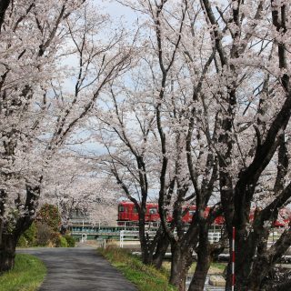 No.573　サクラの中に浮かぶ観光列車