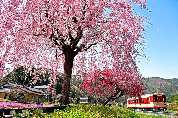 No.578　春爛漫
