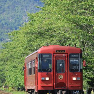 No.580　若葉のころ