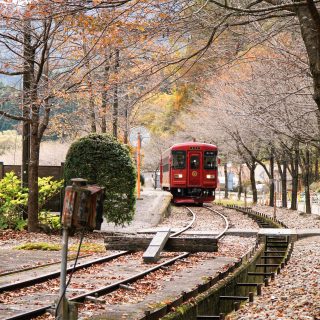 No.590　落ち葉の絨毯