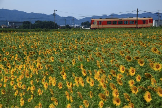 No.593　夏の陽を受けて