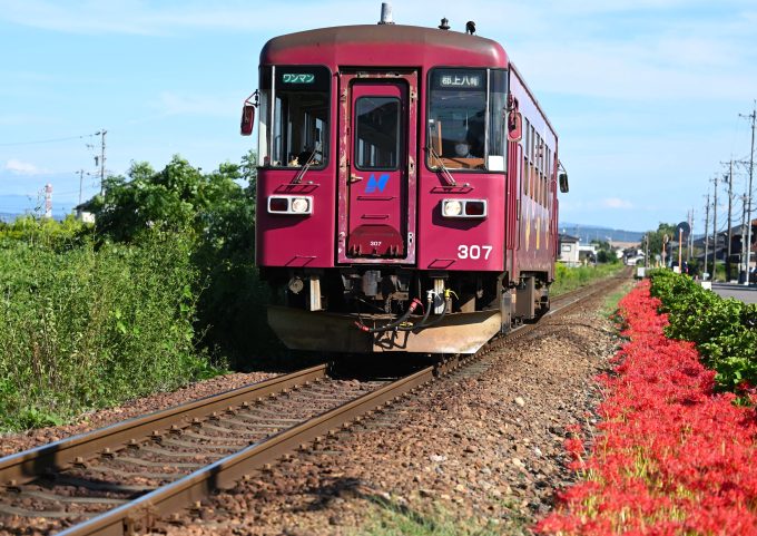 No.620　彼岸花とコラボ