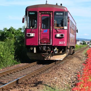 No.620　彼岸花とコラボ