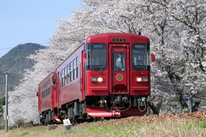 No.626　桜×観光列車