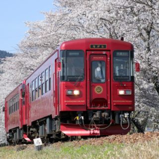 No.626　桜×観光列車