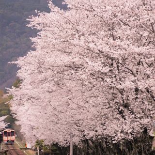 No.654　関下有知駅の桜