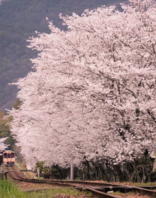 No.654　関下有知駅の桜