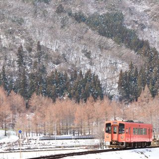 No.668　メタセコイアを背にゆっくりと