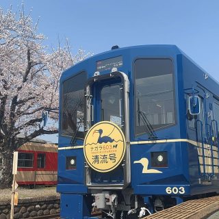 No.669　清流号と関駅の桜