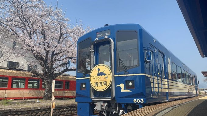 No.669　清流号と関駅の桜
